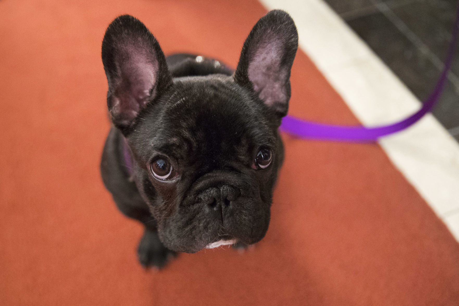French bulldog